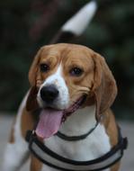The dog is cute in color