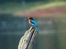 colored bird on a pole