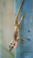 Lizard Animal Reptile