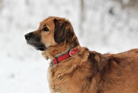 Dog Animal Winter