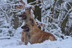 Dogs Snow Animal