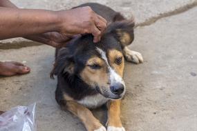 Dog Animal Mammal