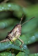 green big grasshopper