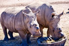 Rhino Mammal Animal