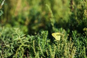 Butterfly Yellow Insect