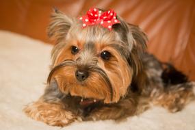Dog Animal Pet