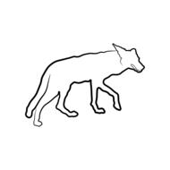 coyote animal canine