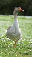Goose Animal Fauna