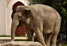 Elephant Proboscis Pachyderm