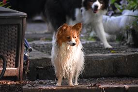 Dog Pet Puppy