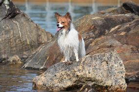 Dog Pet Papillon
