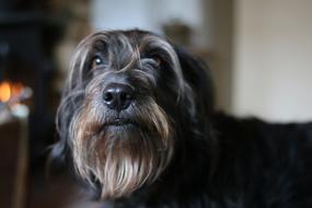 Dog Pet Portrait