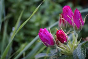 flowers stem green bush