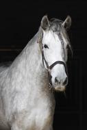 Horse Portrait macro nature