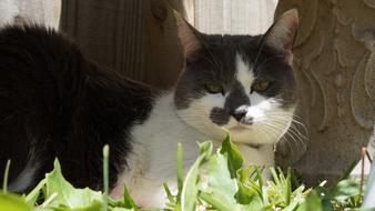 Cat Animal Cute