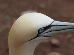 Bird Fauna Nature Body Of