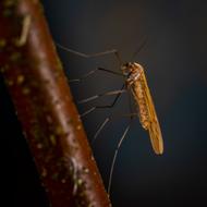 Insect Bespozvonochnoe
