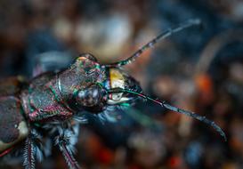 Bespozvonochnoe Insect Beetle