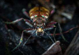 Bespozvonochnoe Insect Nature