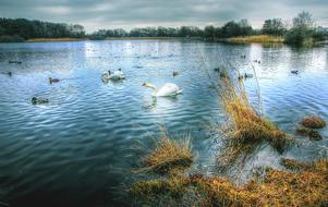 Pond Swan Water