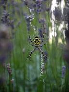 Lavender Insect Spider