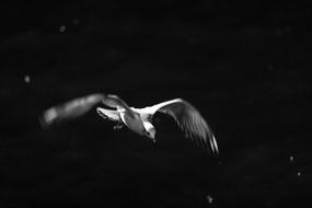 Seagull Bird Flying monochrome photo