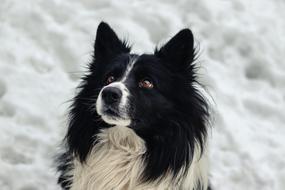 Dog Pet Outdoor