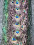 Peacock Bird