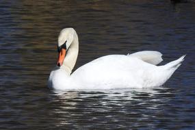 Wild White Swan in Water