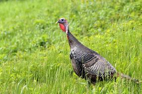 Turkey Bird Close Up