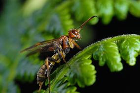 colored insect on a leaf