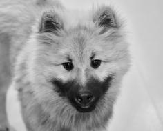 Dog Puppy Photo