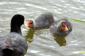 Coot Fulica Atra Pond