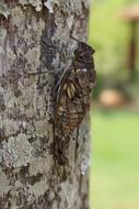 Cicada Insect Wings