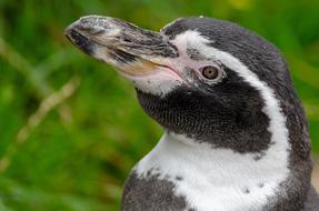 Waterfowl Bird Plumage