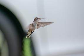 Bird Nature Hummingbird