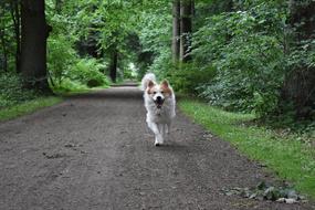 Dog Run Nature