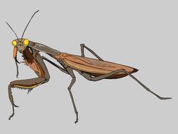 mantis insect animal antennas