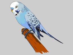 parakeet bird volatile blue adobe