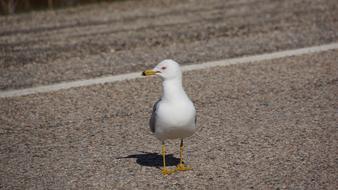 Seagull Bird Seabird