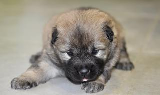 Dog Eurasier Puppy Photo