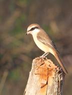 Brown Shrike Bird Avian