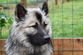 Dog Eurasier Portrait