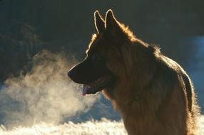 Dog German Shepherd Old