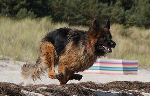 Dog German Shepherd Old