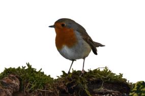 Robin Bird Small