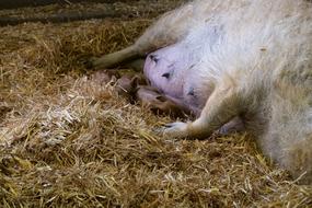 Mammal Wool Pig Sheep
