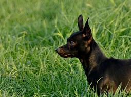 Dog Black Outdoors The Head Of