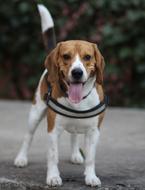 Beagle Dog Brown