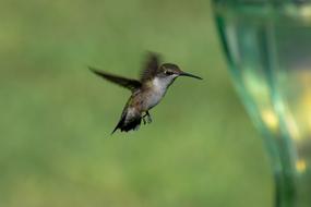 soaring hummingbird